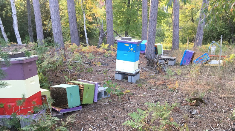 bee hives in woods